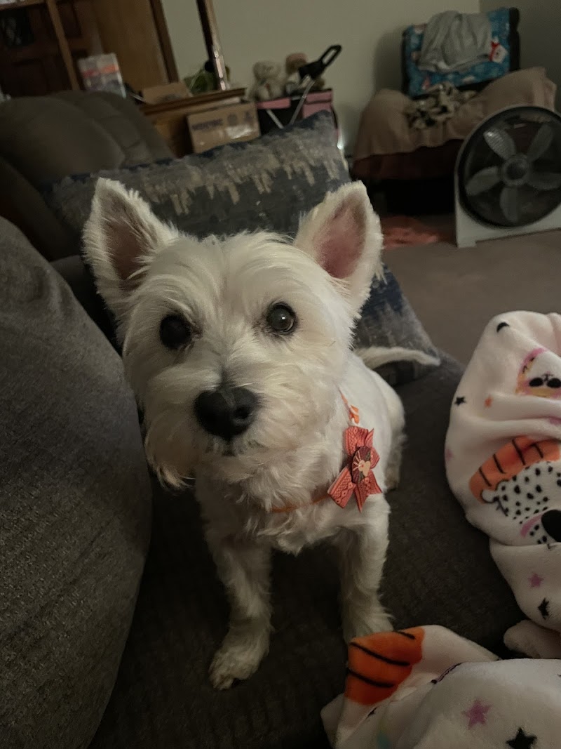 Vanity Fur cover