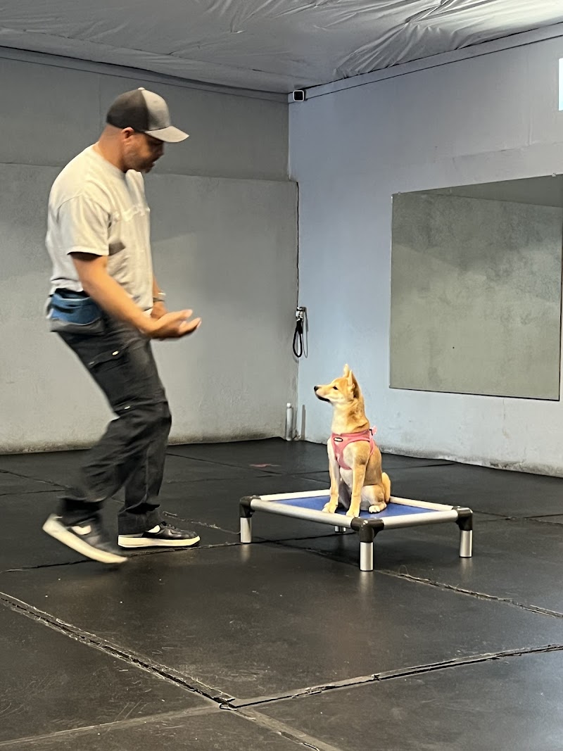 Top Dog Boarding and Training cover image