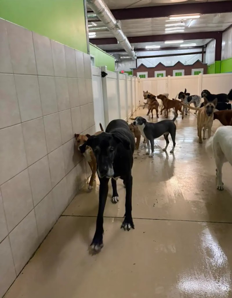 Hounds Town - Nashville cover image