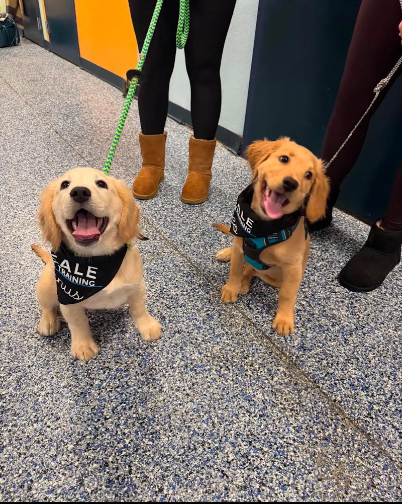 Reale Dog Training cover image