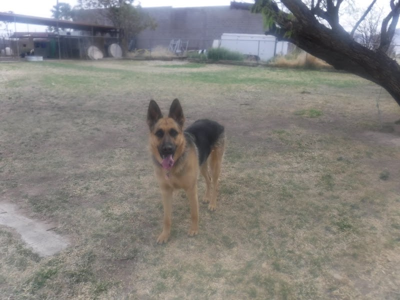 Howl-a-Day Inn Dog Boarding & Daycare cover image