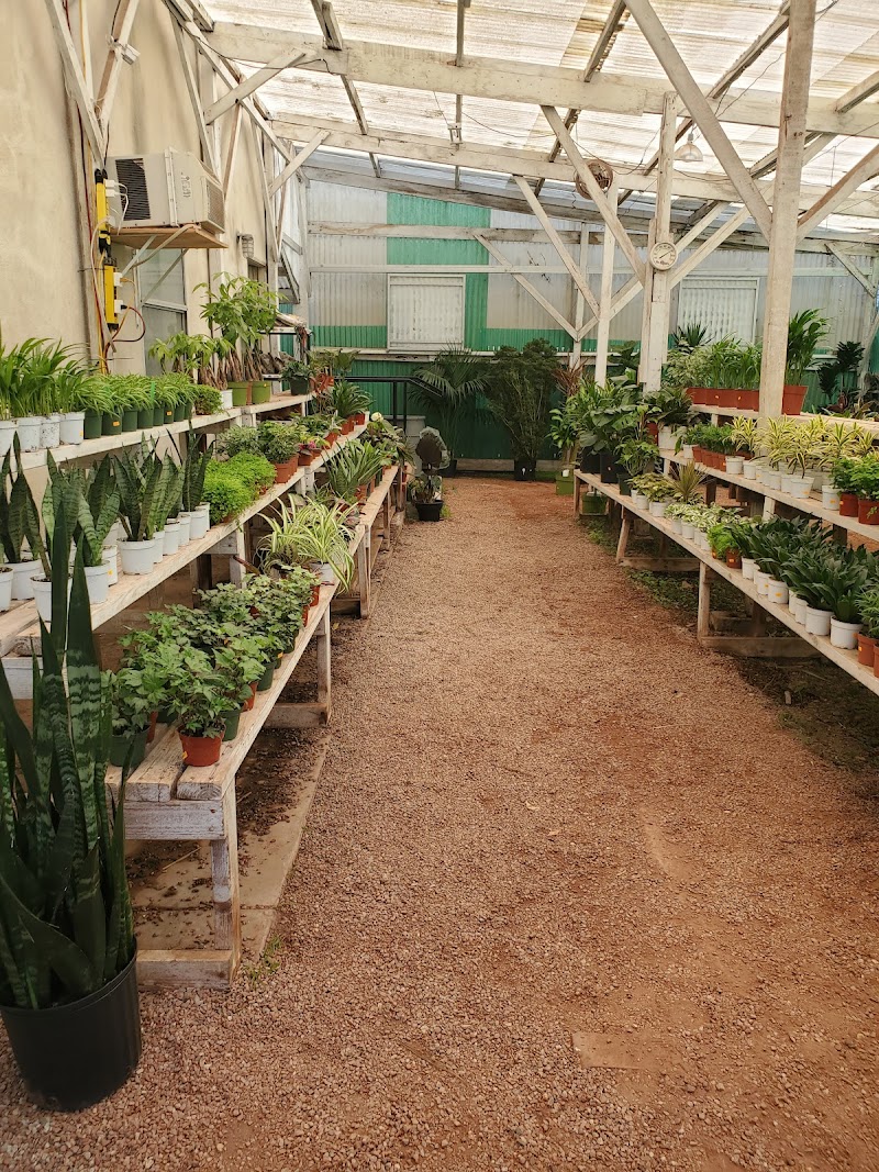 Hashimoto Nursery cover image