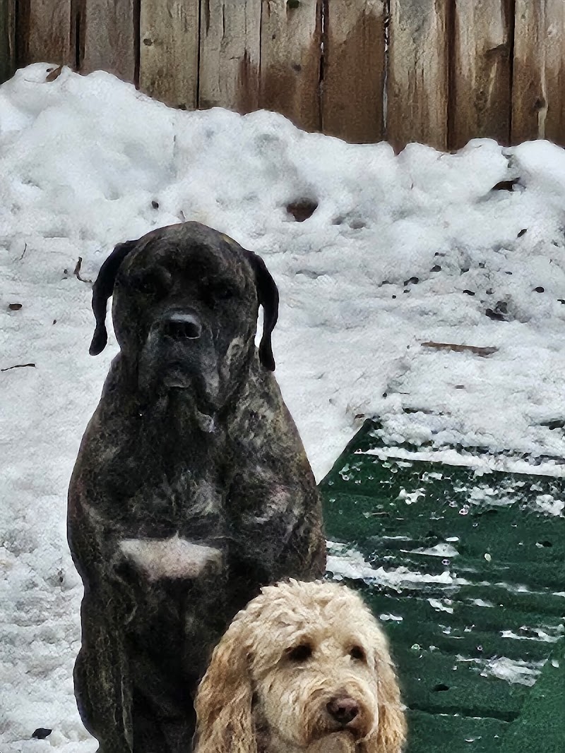 The Dog House cover image