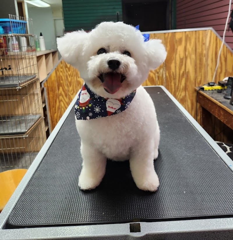 Affordable Pet Grooming cover image