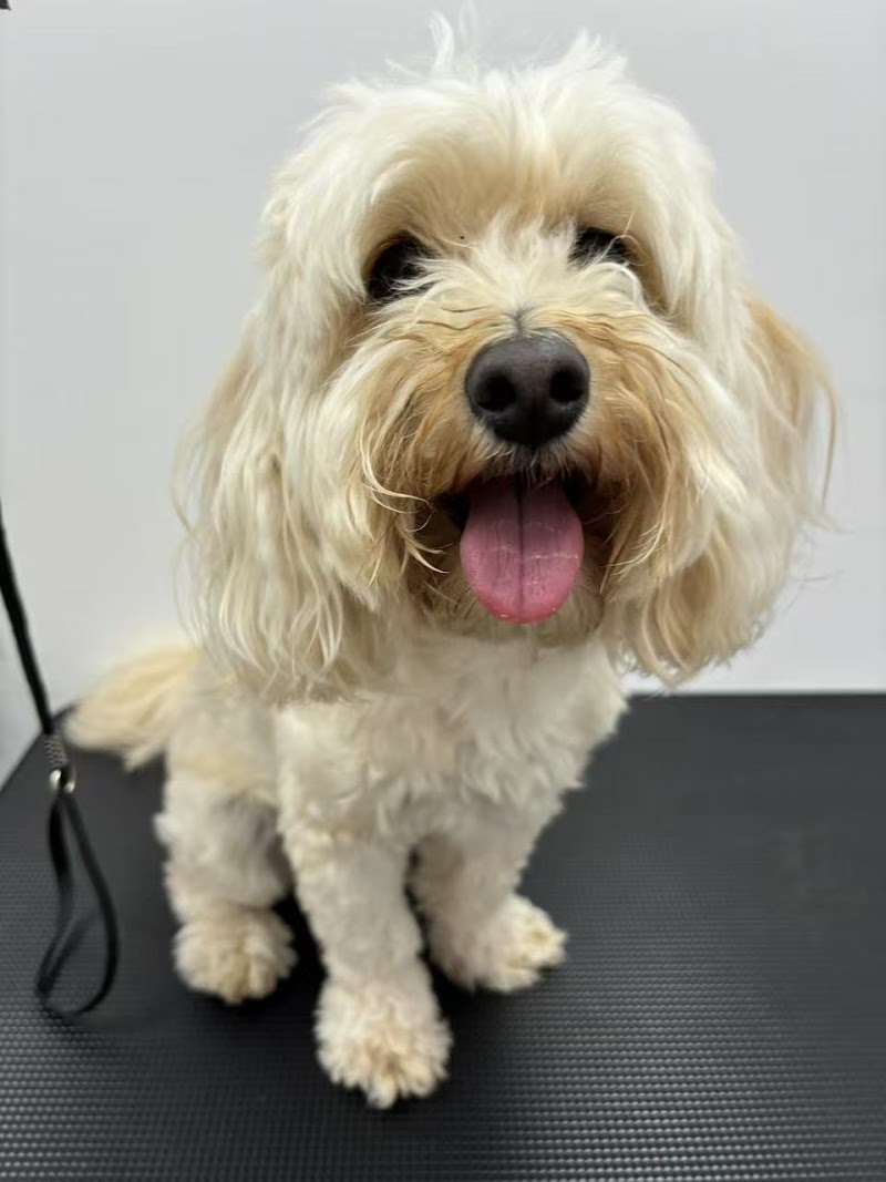 Pawparazzi Pet Braddon cover image