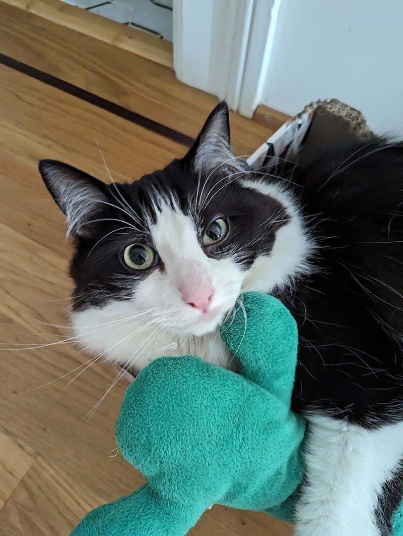 Cat Folx San Francisco cover image