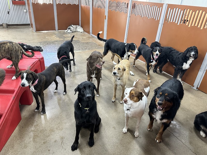 Camp Bow Wow Dobson Ranch Mesa cover image