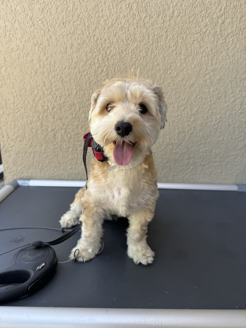 All Dogs Unleashed Orlando cover image