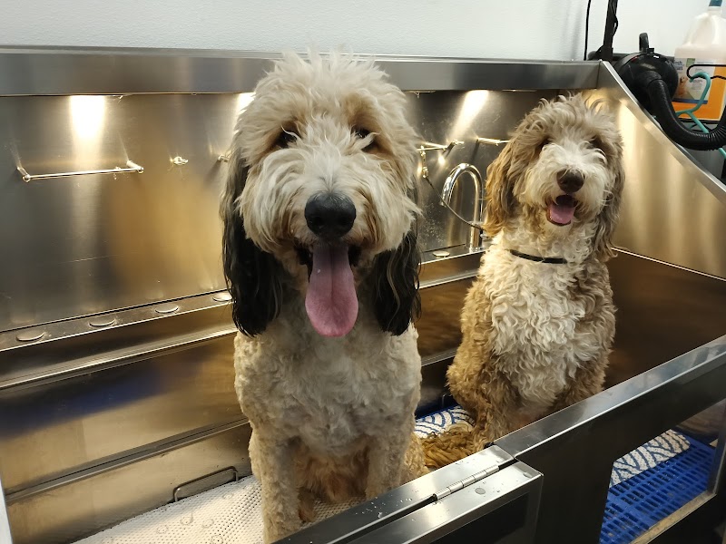 MON CHÉRI Pet Salon & Boutique cover image