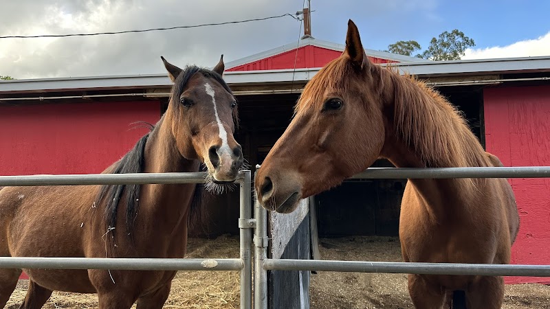 Little Reata Stables cover image