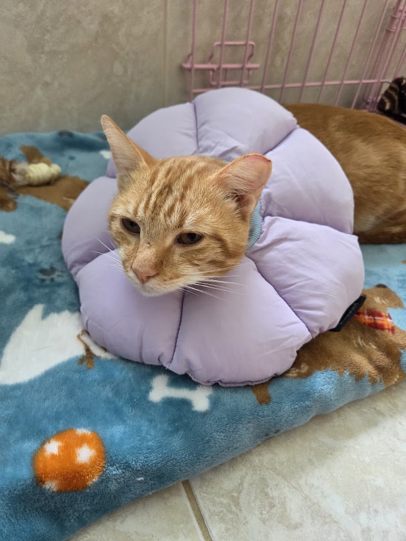Raleigh Community Animal Hospital cover