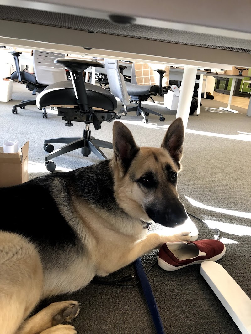 Canadian Canine Training Academy cover image