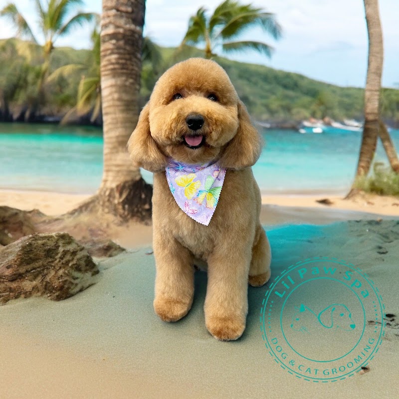 Lil Paw Spa cover image