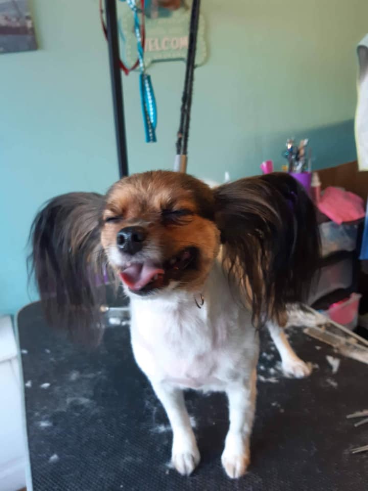 Edinburgh Dog Groomers cover