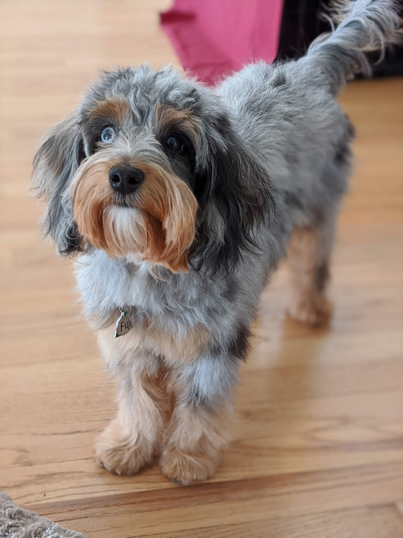 Lulu's Pet Grooming cover