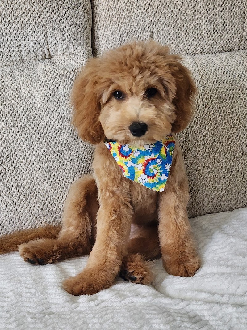 Puppy Palace Self-Service Dog Wash, LLC cover image