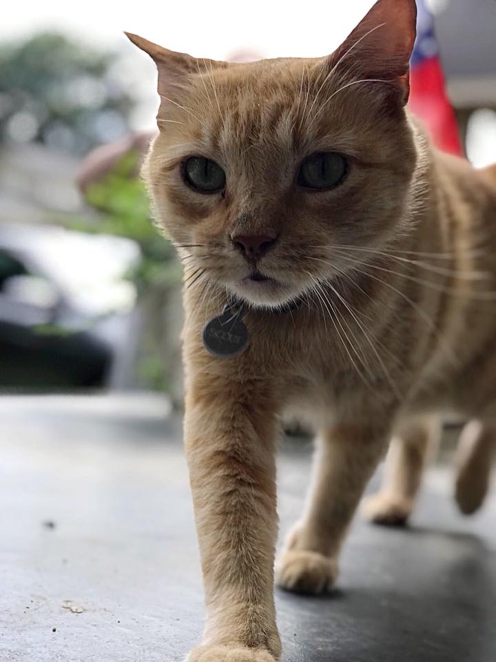 Mr. Scruff's Pet Care cover image