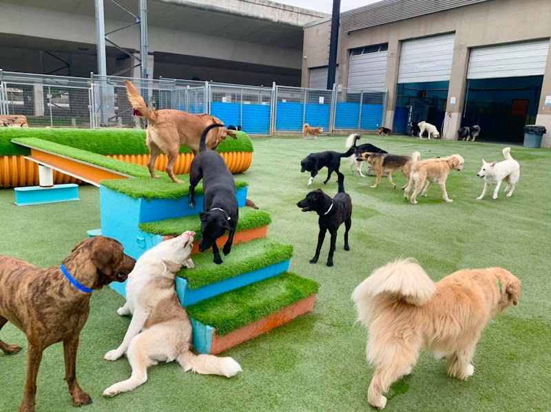 Lucy's Doggy Daycare and Spa cover image