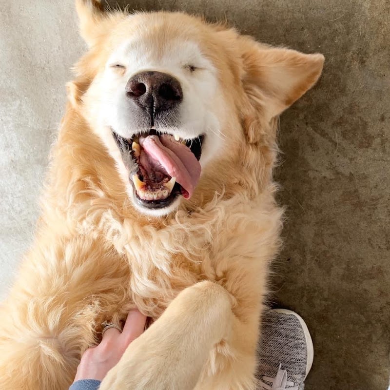 Barks and Recreation cover image