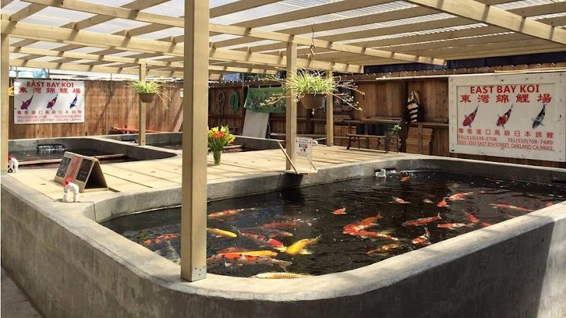 East Bay Koi cover image