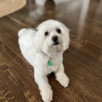 Pawsitively Dogs Grooming cover image