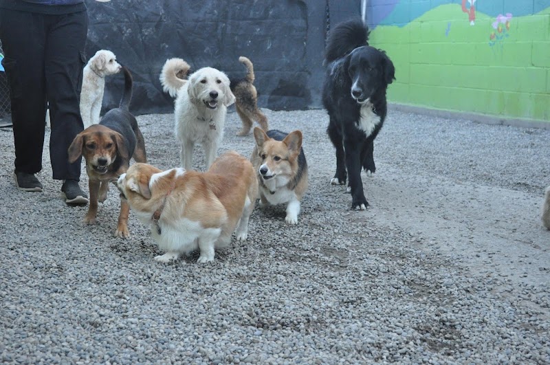 Paws Playgrounds cover image