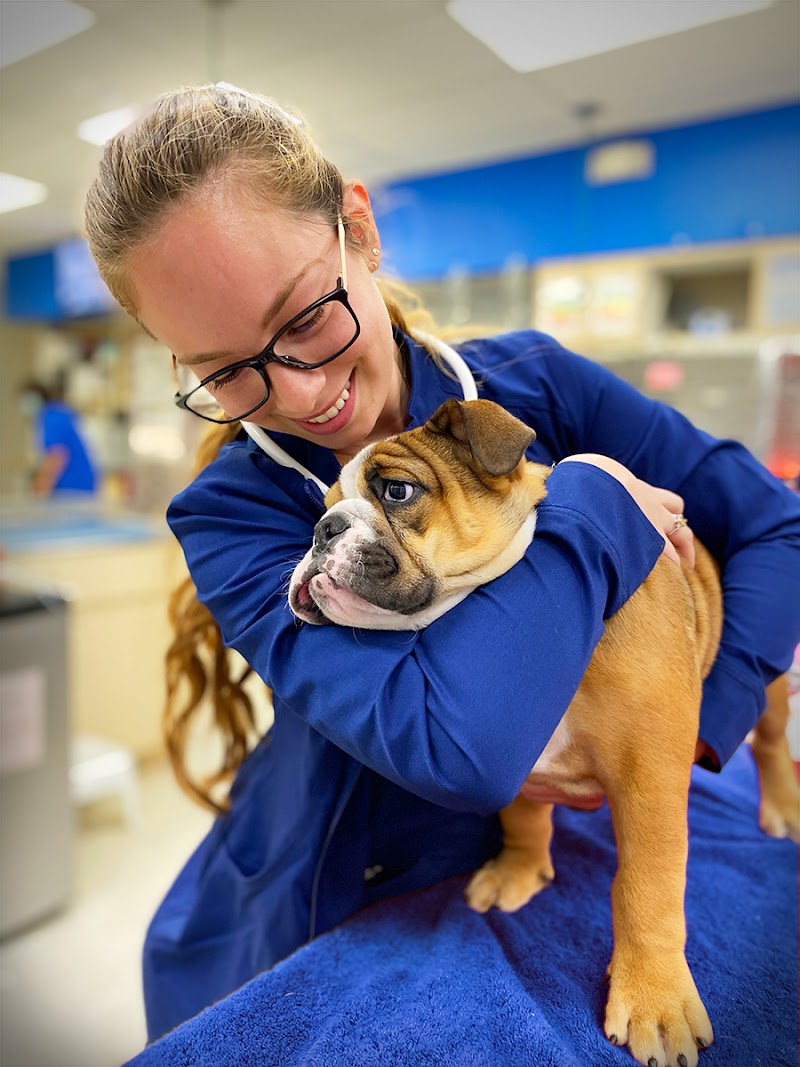 Miami Veterinary Specialists cover image