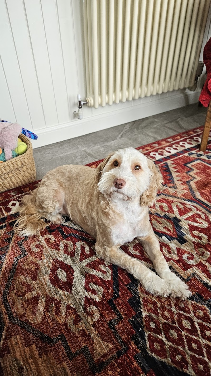 Glasgow Dog Trainer and Behaviour Consultant cover
