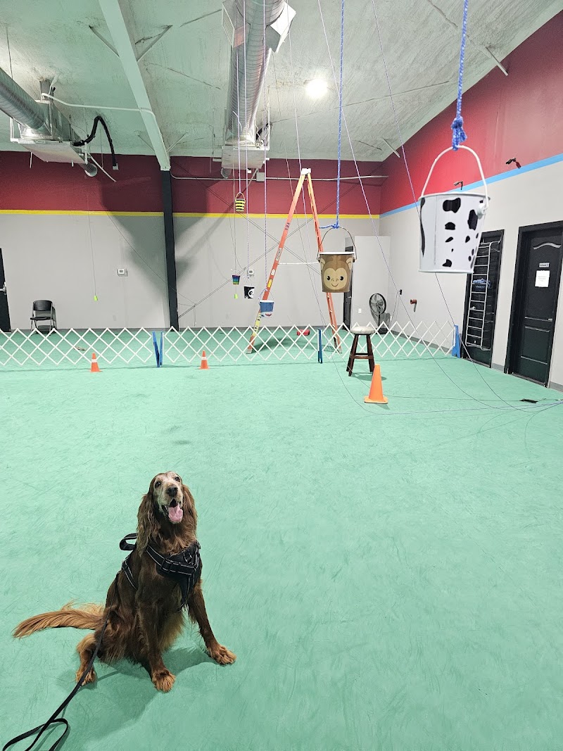 Lucky Dog Training Center cover image