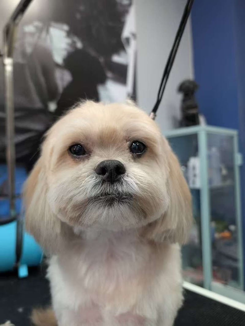 SPA Beasts V.I.P. cover image