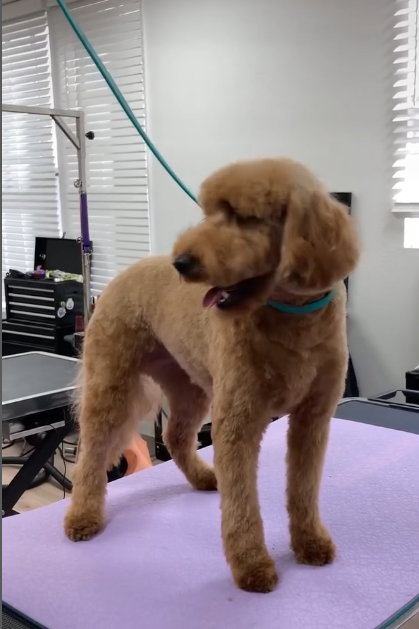 Lobo Austin, LLC cover image