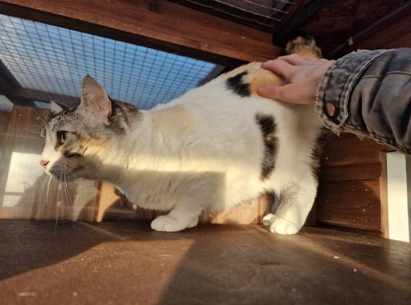 Pets Country Manor Cattery in Liverpool cover image