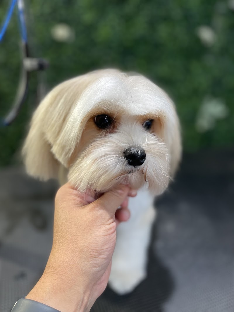 The Pet Stylist on Lovers Lane cover image