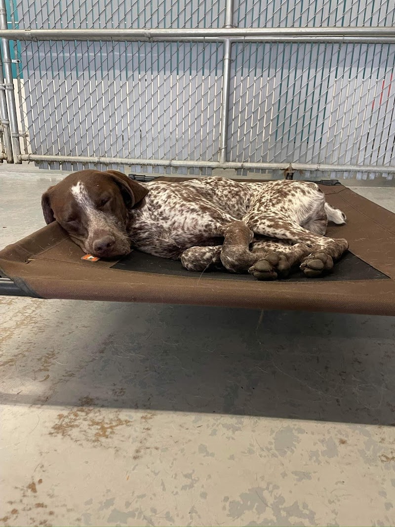 Wooftopia Dog Training and Recreation Centre cover image