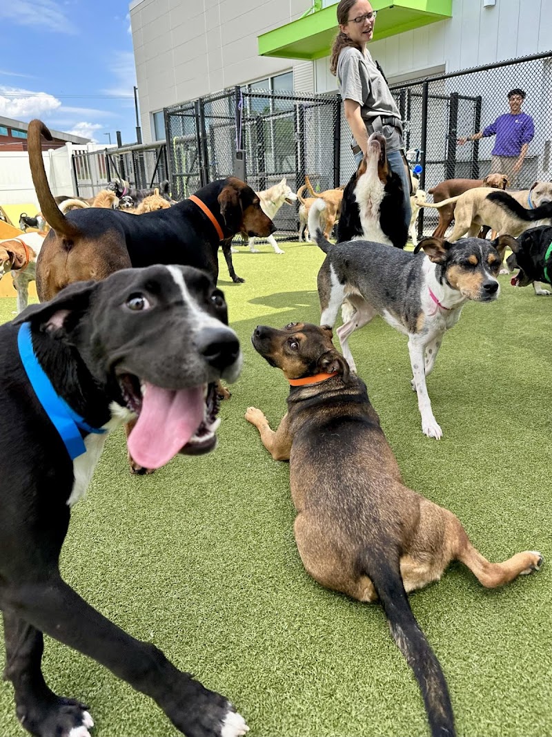 PetSuites Fern Creek cover image