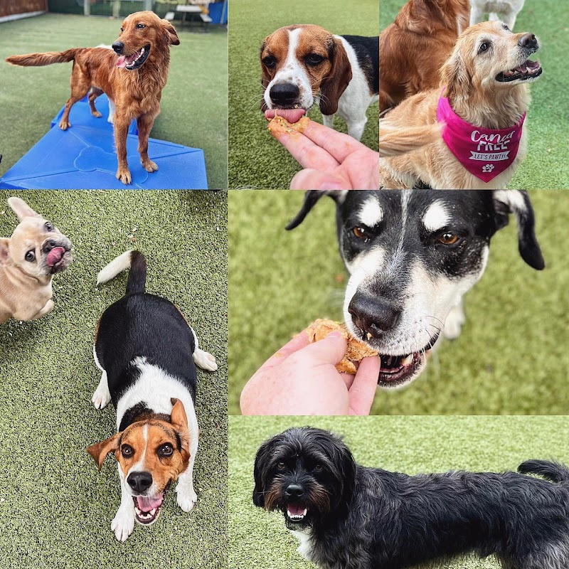 Pampered Pets Bed & Biscuit cover