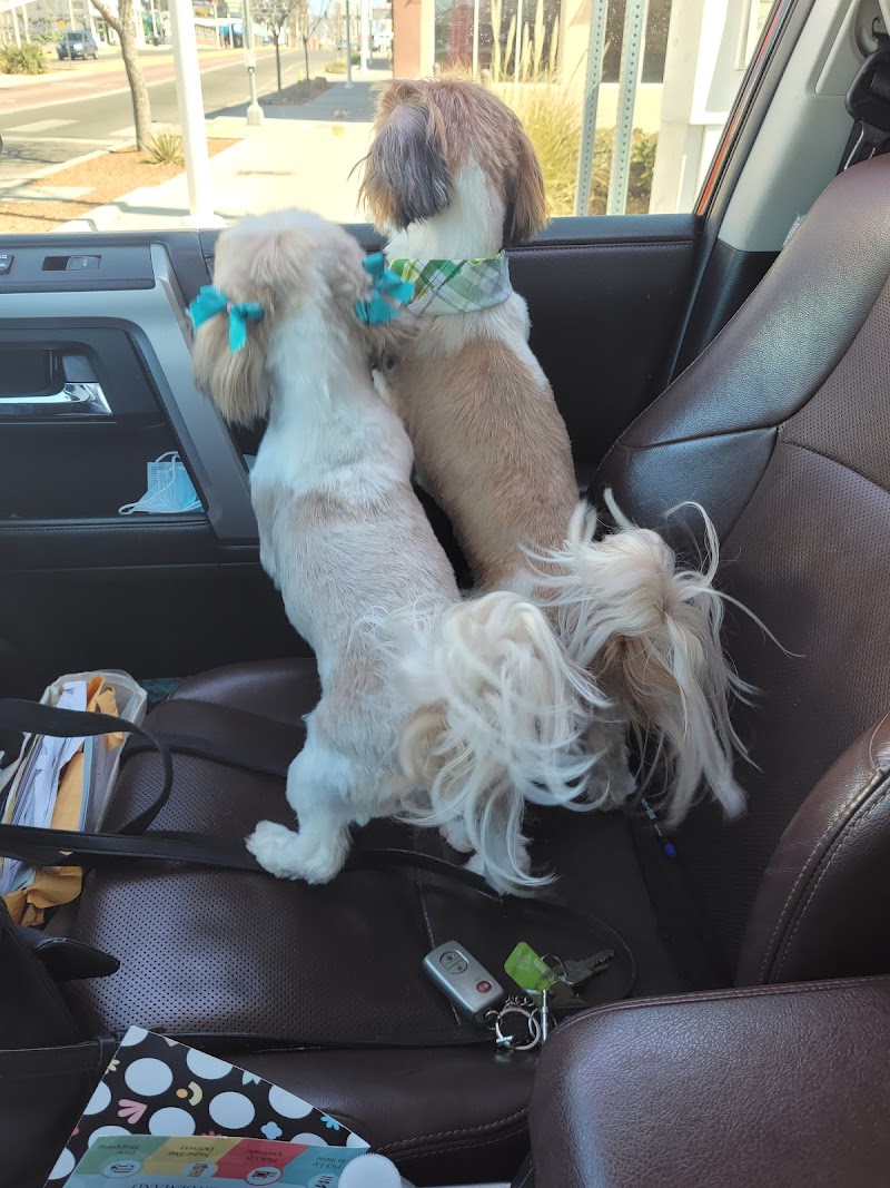 Alpha Pet & Dog Grooming Albuquerque cover image