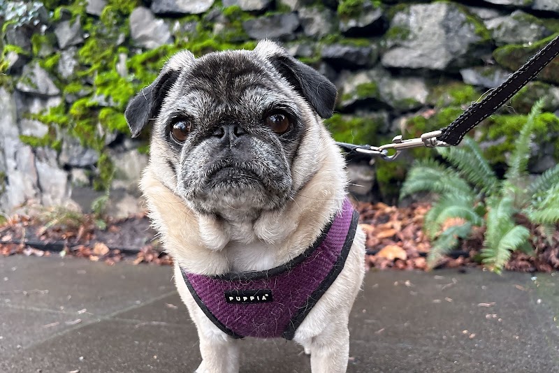 Holly Hearts Pet Services: Dog boarding + Pet sitting cover