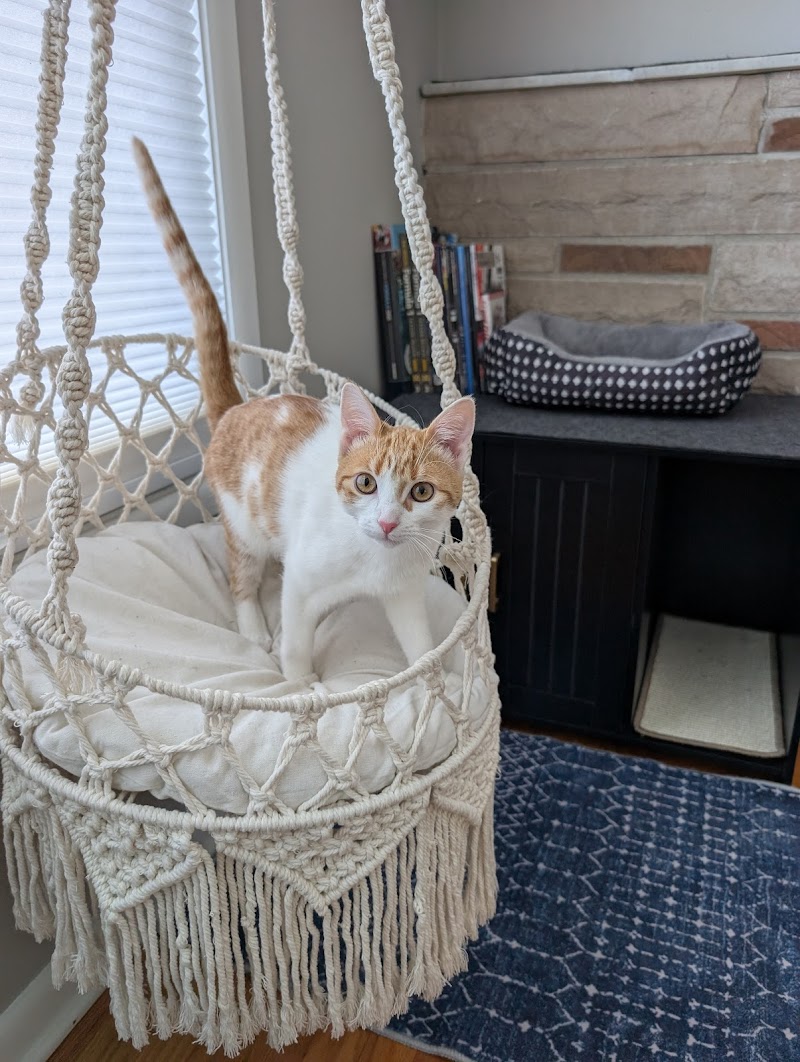 Walk n' Wag, LLC cover image