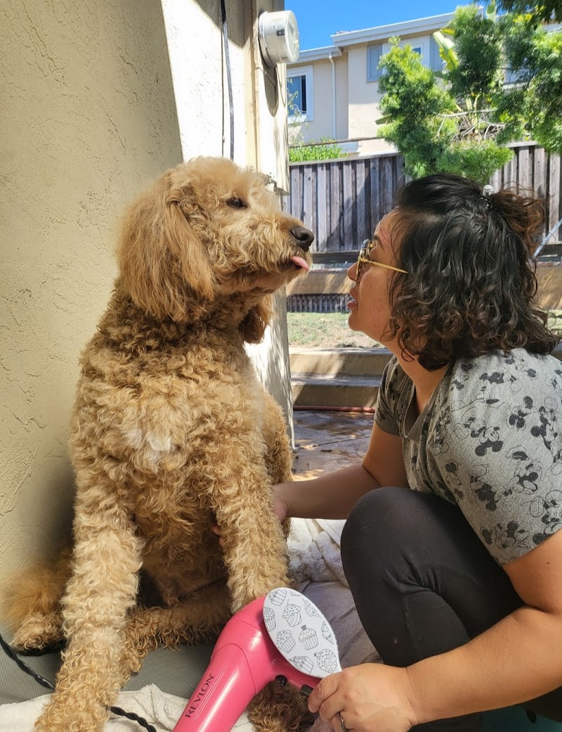 Buckie Pups Boarding cover image