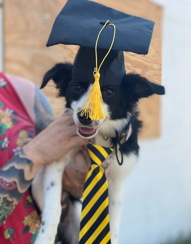 Torchlight K9 cover image