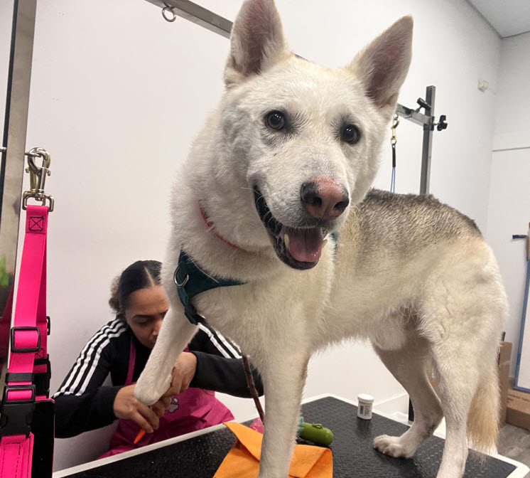 4 Bubbly Paws cover image