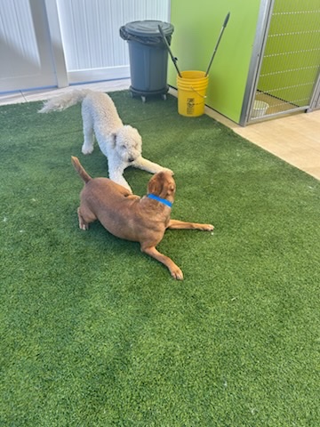 PetSuites Tulsa cover