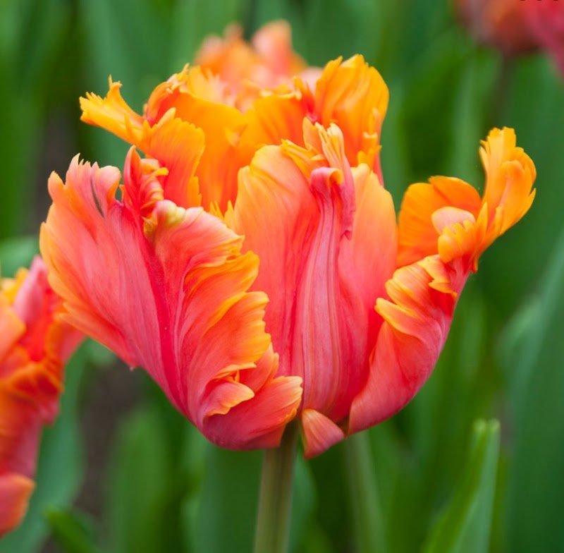 J Parkers cover image