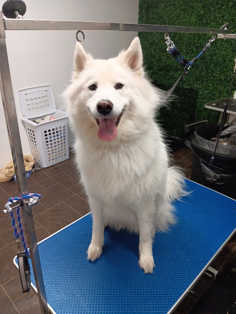 The Blue Collar cover image