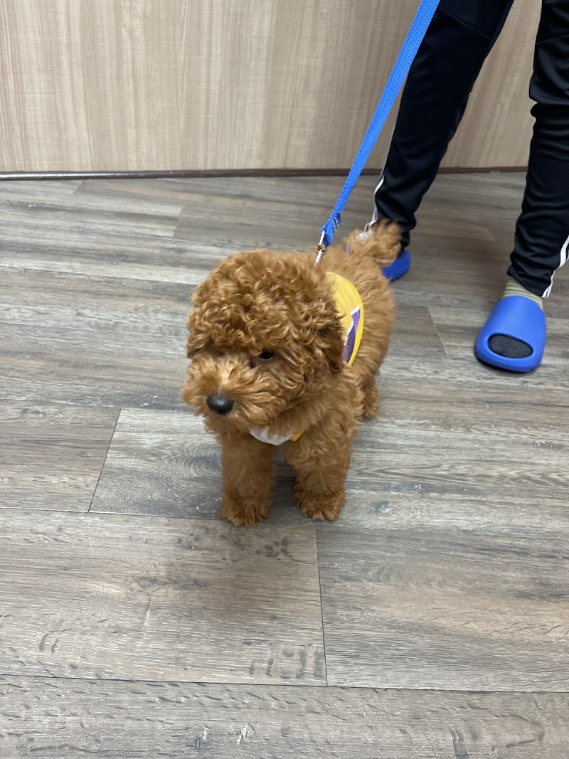 Smart Start Puppies - Dog Training cover image