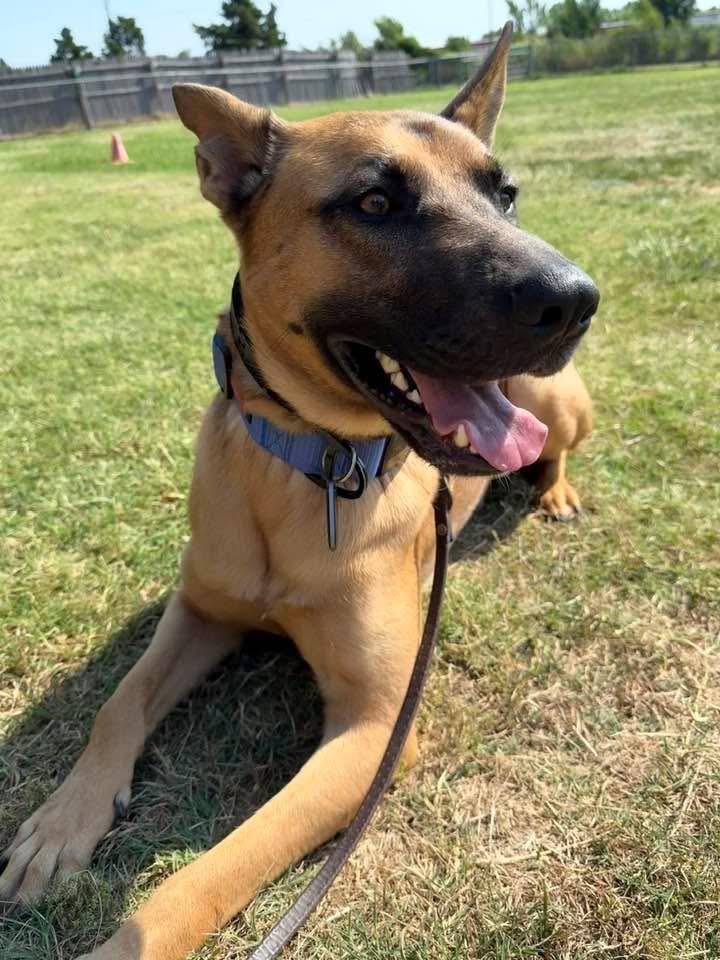 K9 University Dog Training OKC cover image