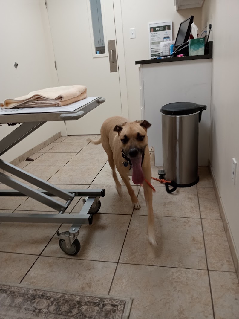 Lakeview Veterinary Hospital cover image