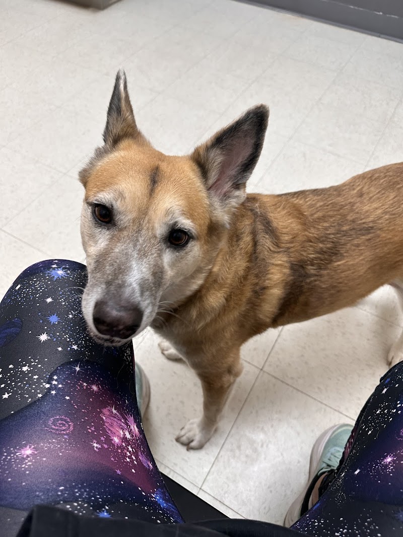 TLC Pet Hospital cover image