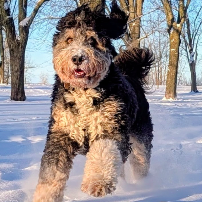 Winter French Canine Training cover image